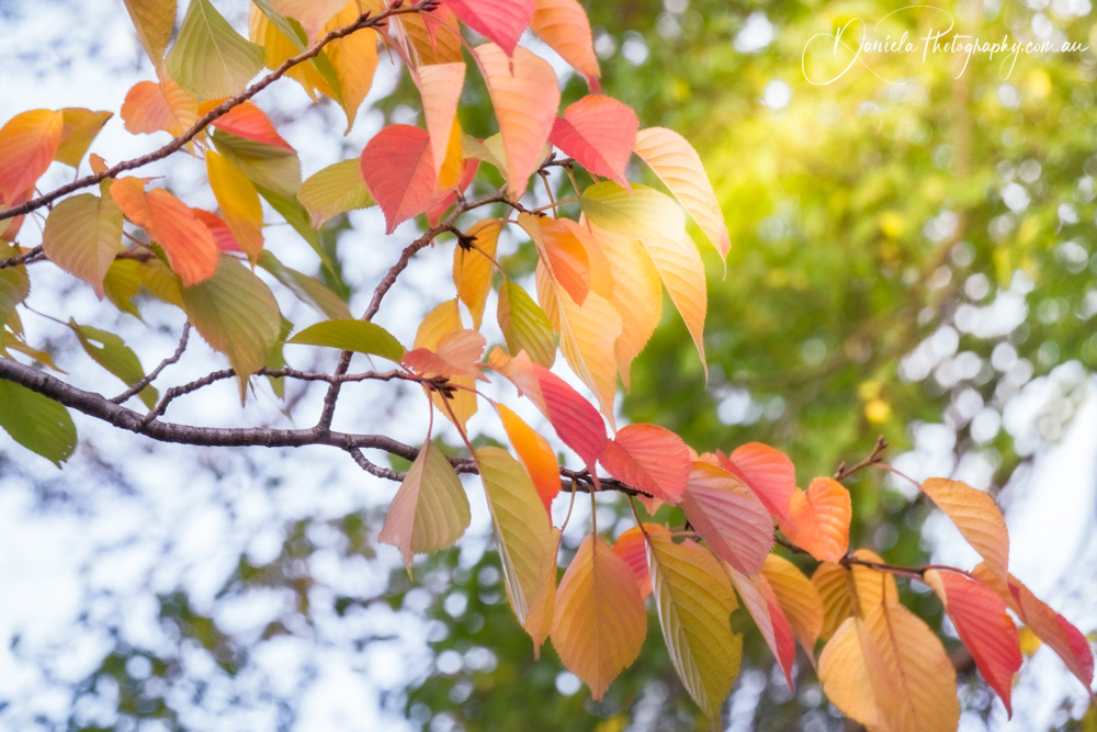 Sun rays shining through autumn leaves in Kyoto Park